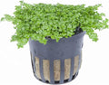 Foreground Potted Live Aquarium Plants | Freshwater Aquatic Plants for Aquariums (Potted Dwarf Baby Tears, 5 Pack)