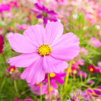 300pcs Pink Dwarf Cosmos Seeds for Planting, Rare Perennial Flower Seeds to Plant, Heirloom Non-GMO Dwarf Home Garden Open Pollinated Wildflowers for Outdoors
