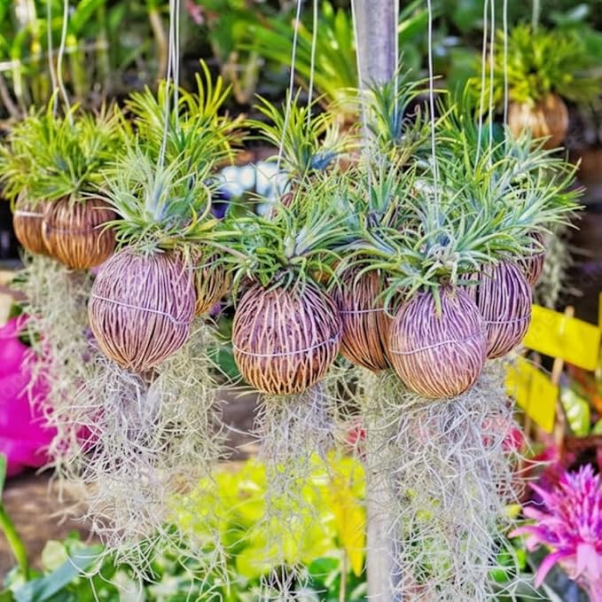 Fresh Air Plant Live Spanish Moss Houseplants Clump 10" Long to Grow, Tillandsia Air Purifying Plants Indoor for Hanging Décor