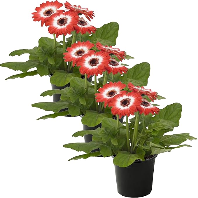 Live Flowering Gerbera Daisies - Red and White Bicolor (3 Plants Per Pack) - Beautiful Spring Flowers - 12" Tall by 5" Wide in 1 Qt Pot