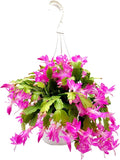 Thanksgiving Cactus, Pink Seasonal Blooms, Live Indoor Plant, Flowering Houseplant, Christmas Cactus, 8-Inch Hanging Basket, Holiday Decor, Pet Safe, Free Heat Pack