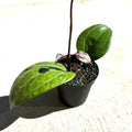 Hoya Latifolia Sarawak Live Plant | Hoya Cuttings Starter Plants | Succulent House Plants for Beginner | Rare Houseplants Garden Plant Gifts (Heat Pack Included)