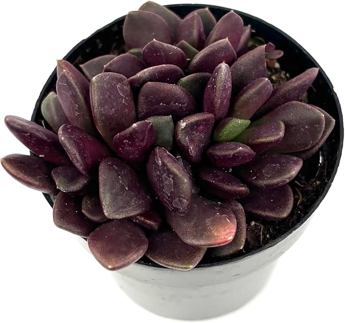 Anacampseros Purple Giant Purple Sand Rose Easy Succulents, 2.5" Pot