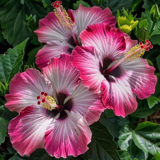 Hibiscus Flower Seeds for Planting - Exotic Plant Bonsai Seeds Giant Flower Tropical Potted Plants Seeds Non-GMO Heirloom Seeds Perennial Flower