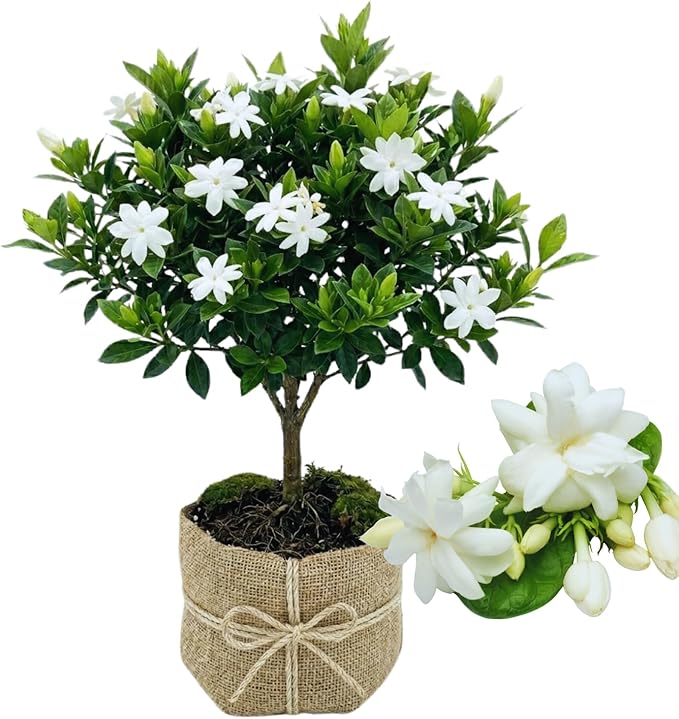 2 Jasmine Plants Live, Climbing Jasmine Flower Plant, Zone 4 to 11, 5 to 7 Inc in Height (Maid of Orleans)