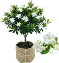 2 Jasmine Plants Live, Climbing Jasmine Flower Plant, Zone 4 to 11, 5 to 7 Inc in Height (Maid of Orleans)