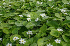 White Snowflake | Surface Pond Plants - Easy Water Garden Plants