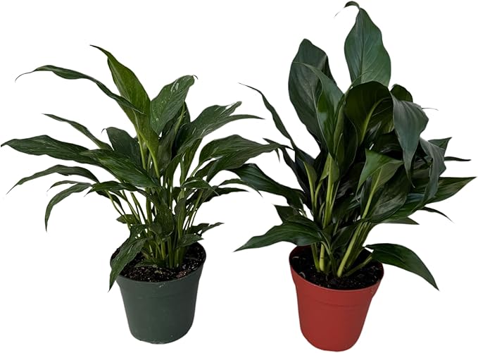 PLANTVERS Peace Lily in a 4” Grow Pot – Live Spathiphyllum – Flowering Air Purifying Plant – Easy Care & Low Maintenance Houseplant – Blooming Gift Plant (Set of 2 Pots Assorted)