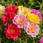 50,000 Moss Rose Seeds, Portulaca Grandiflora for Planting, Trailing Annual for Full Sun Garden Beds, Borders, Pots, Hanging Planters and Ground Cover