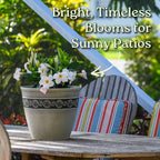 Dipladenia Bush - White - Overall Height 22" to 26" - Tropical Plants of Florida (Plant Only)