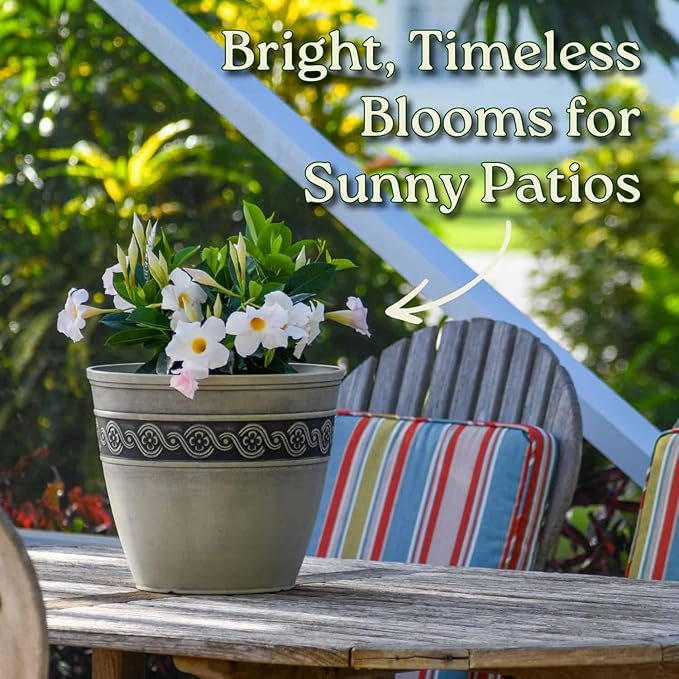 Dipladenia Bush - White - Overall Height 22" to 26" - Tropical Plants of Florida (Plant Only)