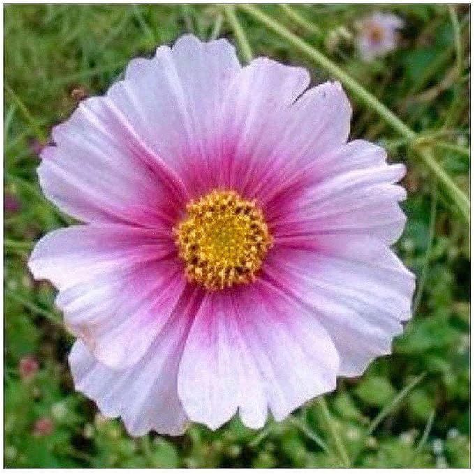 Gold Crest Cosmos - Long Blooming Season - 2 to 3 Feet Tall