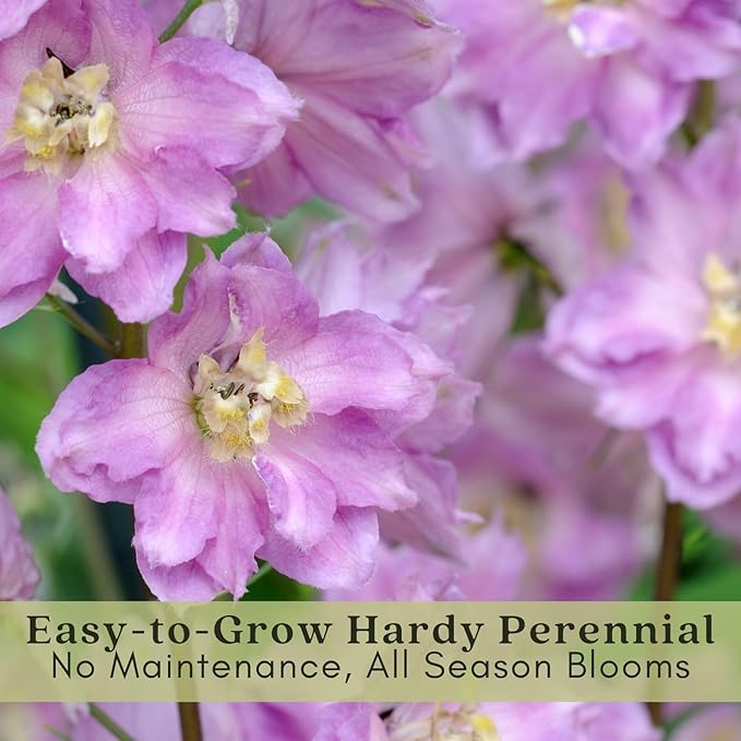 Clovers Garden Delphinium Magic Fountains (Larkspur) Plants – Two (2) Live Plants – Non-GMO - Not Seeds - Each 4" to 8" Tall – in 4" Inch Pots – Large Flower Spikes