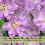 Clovers Garden Delphinium Magic Fountains (Larkspur) Plants – Two (2) Live Plants – Non-GMO - Not Seeds - Each 4" to 8" Tall – in 4" Inch Pots – Large Flower Spikes