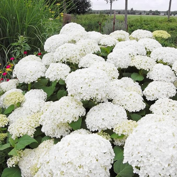 Brighter Blooms - Annabelle Hydrangea Shrub, 1 Gallon - No Shipping to AZ