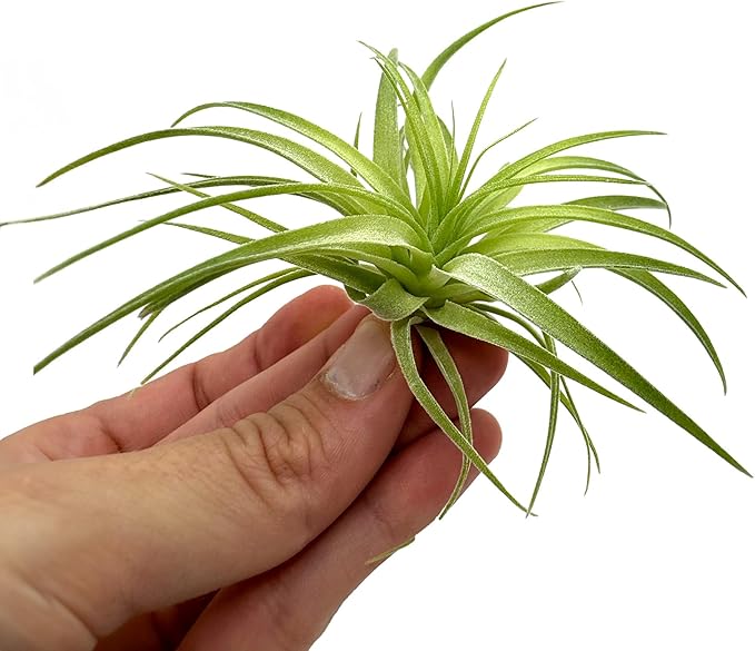 Live Air Plants - Tillandsia Geminiflora 3-6" - 1ct – ragnaroc Live Indoor Plant - Live Arrival Guaranteed - House Plants for Home Decor & Gift