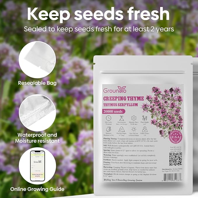 Groundio 20000+ Creeping Thyme Seeds Ground Cover Plant, Perennial Thyme Flower Seeds for Planting Outdoor, Low Maintenance, Grown in The USA