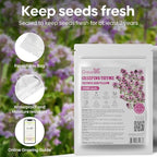 Groundio 20000+ Creeping Thyme Seeds Ground Cover Plant, Perennial Thyme Flower Seeds for Planting Outdoor, Low Maintenance, Grown in The USA