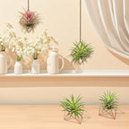 Hanging Air Plants Holders, 2Pcs Metal Air Plant Hangers for S-M Sized Air Plants, Himmeli Geometric Planter to Add a Sense of Style and Relaxation for Home Office Wedding (PinkGlod, 2pcs)
