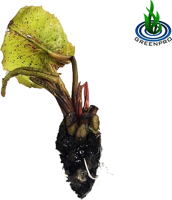 (Nymphaea Alin) Tropical Water Lily Tuber Live Aquatic Plants for Freshwater Fish Pets Pond Balcony Decorations by Greenpro