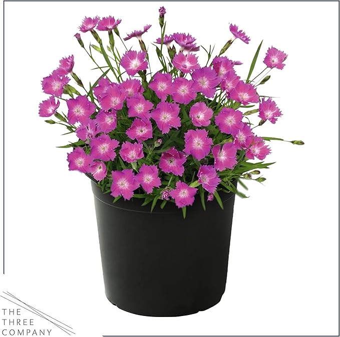 Live Dianthus - Kahori Pink - Fragrant Mounding Perennial - Healthy Spring Plant - 12" Tall by 6" Wide in 2.5 Qt Pot
