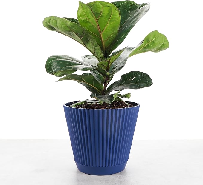 Thorsen's Greenhouse Ficus Lyrata, Fiddle Leaf Fig Plant, Rare, Live Indoor Plant, Collector Plant, Beautiful Foliage, Statement Piece, 6" Diameter Pot (Navy, 6" Pot)