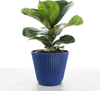 Thorsen's Greenhouse Ficus Lyrata, Fiddle Leaf Fig Plant, Rare, Live Indoor Plant, Collector Plant, Beautiful Foliage, Statement Piece, 6" Diameter Pot (Navy, 6" Pot)