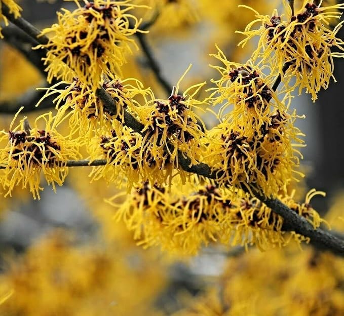 5 Witch Hazel Trees/Shrubs - 10-18" Tall Live Plants - Yellow Flowering Bushes - Hamamelis virginiana - (5 Pack)