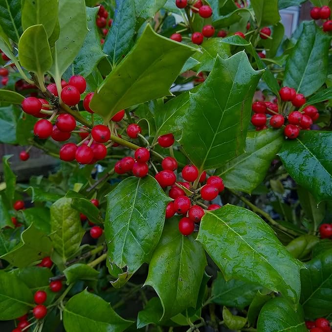 PERFECT PLANTS Nellie Stevens Holly 1 Gal. Pot | Fast Growing Privacy Evergreen| Easy to Maintain, Glossy Green Foliage