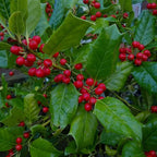 PERFECT PLANTS Nellie Stevens Holly 1 Gal. Pot | Fast Growing Privacy Evergreen| Easy to Maintain, Glossy Green Foliage