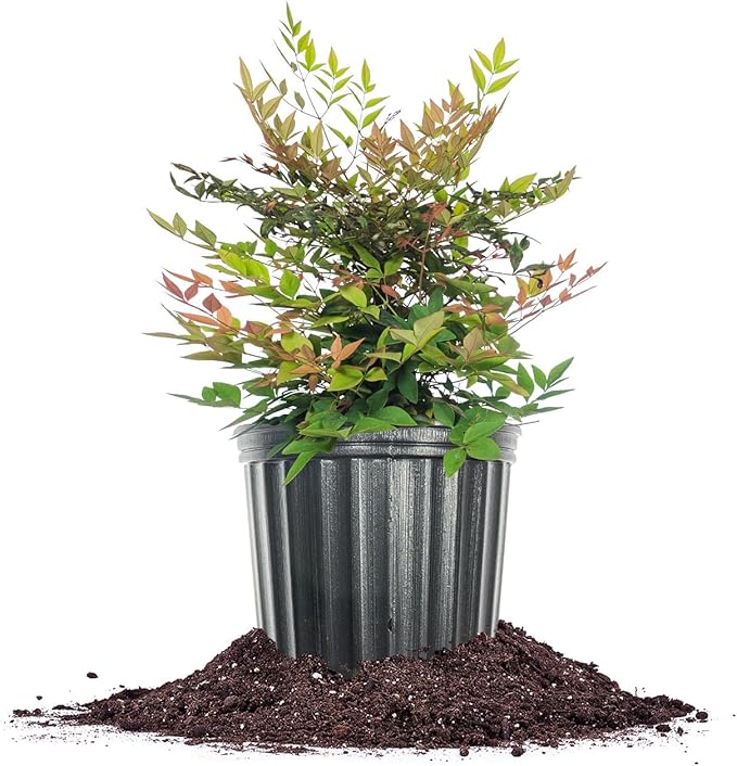 Perfect Plants Gulfstream Nandina 1 Gal. Pot | Heavenly Bamboo | Low Maintenance | Vibrant Color Changing Foliage