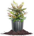 Perfect Plants Gulfstream Nandina 1 Gal. Pot | Heavenly Bamboo | Low Maintenance | Vibrant Color Changing Foliage