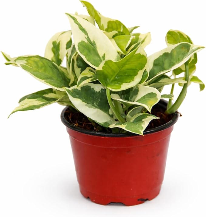 Live Plant Pothos N'Joy 4” – Easy-Care Variegated Houseplant for Low Light – Air-Purifying Indoor Plant (Heat Pack Included)
