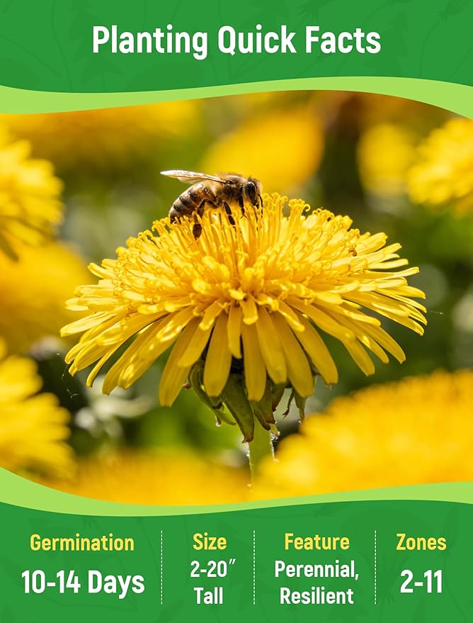 Dandelion Seeds for Planting - 4,000+ Heirloom Dandelion Herb Seeds (Taraxacum officinale), Edible Leaves Flowers Roots, Medicinal Garden, Pollinator-Friendly
