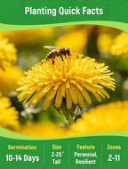 Dandelion Seeds for Planting - 4,000+ Heirloom Dandelion Herb Seeds (Taraxacum officinale), Edible Leaves Flowers Roots, Medicinal Garden, Pollinator-Friendly