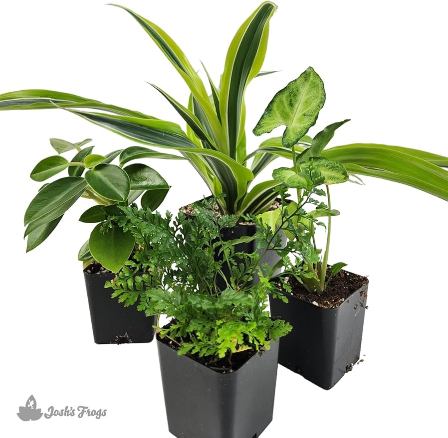 Josh's Frogs 18x18x25 Crested Gecko Vivarium Plant Kit