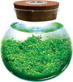 WaterPlants- Create Your Own Lush and Soothing Aquascape Terrarium Starter Kit, Indoor Plant Glass Globe Terrariums with Powerful 3 LED Light and Complete Supplies, Just Add Water!