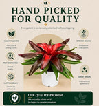 Bromeliad Medusa Red Live Plant, Bromeliads Live Plant, Colorful Indoor Plants, Perfect Mothers Day Plants Gift, Bromeliad Plants Live Houseplants