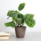 Thorsen's Greenhouse Green Prayer Plant, Live Indoor Plant, Pet Friendly, Uncommon Houseplant, Green Maranta, Easy to Grow, 4" Diameter Pot (Coffee)