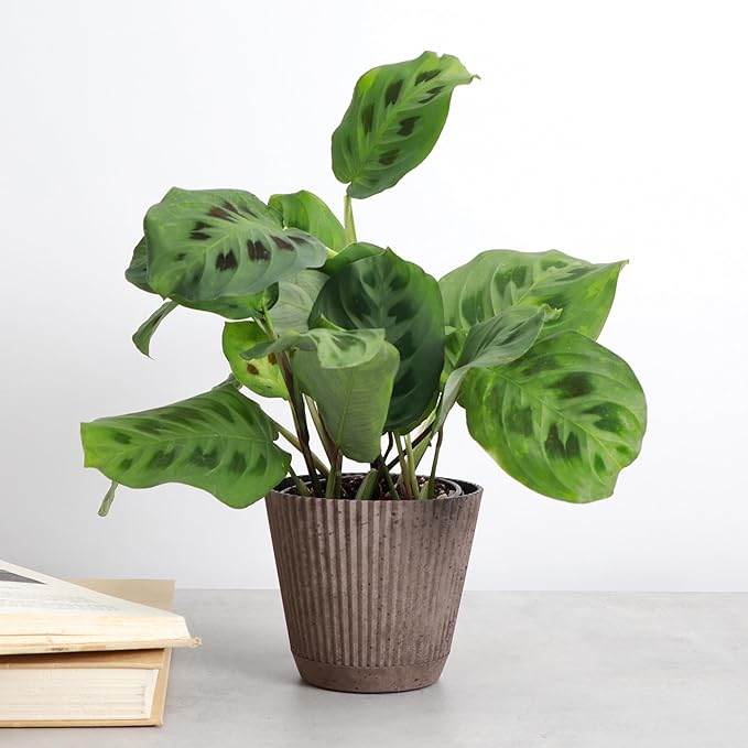 Thorsen's Greenhouse Green Prayer Plant, Live Indoor Plant, Pet Friendly, Uncommon Houseplant, Green Maranta, Easy to Grow, 4" Diameter Pot (Coffee)