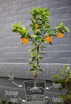 GARDENERA Citrus Tree Potting Soil Mix - 20 Quart - Special Blend for Indoor Oranges, Lemons, Limes and More - (4 Bags of 5 Quart)