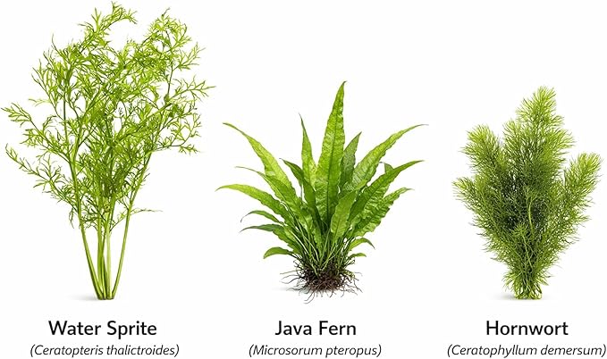 Live Aquarium Plants Bundle - Assorted Freshwater Plants - Low | Medium | High Light