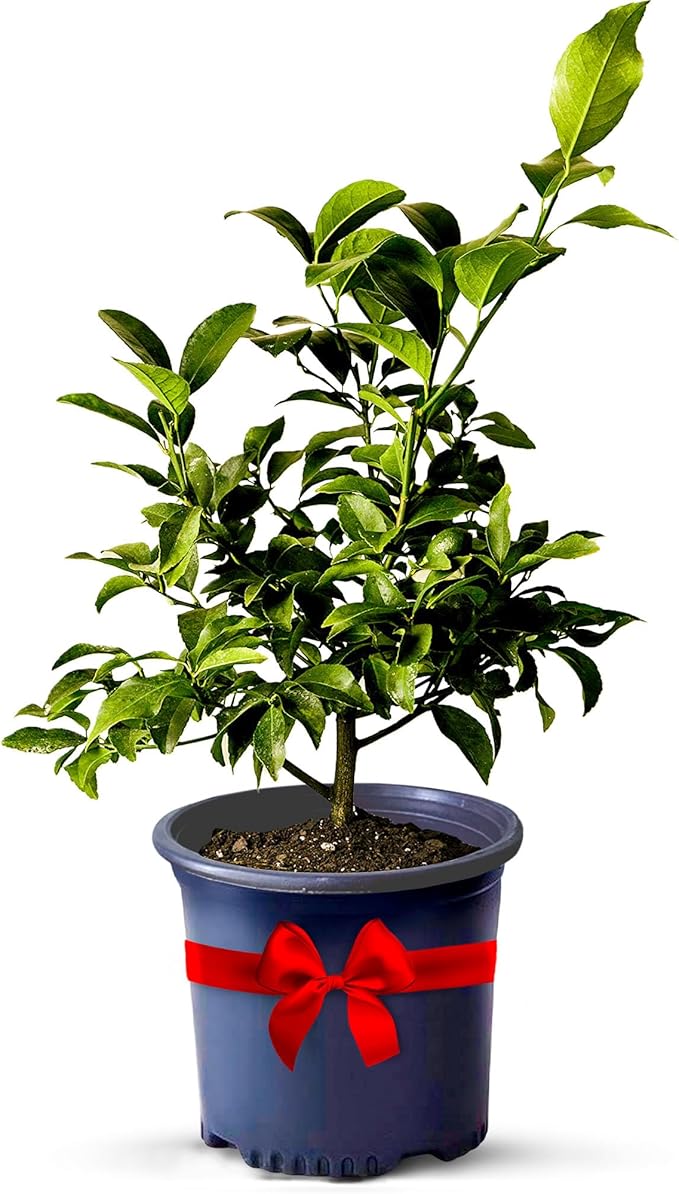 Key Lime Tree Live Plants 13" - 22" Tall – Indoor Outdoor Fruit Tree Plant Growing, Live Citrus Tree Mothers Day Gift for Mom Home Garden Patio and Decor Use, Cannot Ship CA AZ TX LA by Via Citrus