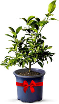 Key Lime Tree Live Plants 13" - 22" Tall – Indoor Outdoor Fruit Tree Plant Growing, Live Citrus Tree Mothers Day Gift for Mom Home Garden Patio and Decor Use, Cannot Ship CA AZ TX LA by Via Citrus