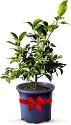 Key Lime Tree Live Plants 13" - 22" Tall – Indoor Outdoor Fruit Tree Plant Growing, Live Citrus Tree Mothers Day Gift for Mom Home Garden Patio and Decor Use, Cannot Ship CA AZ TX LA by Via Citrus