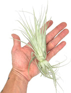 Live Air Plant - Tillandsia Gardneri 5-7” - 5ct - ragnaroc Rare Collectors Indoor Tropical Plant - Live Arrival Guaranteed - House Plants for Home Decor & Gift