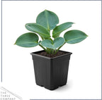 Live Perennial Hosta - Blue Cadet (3 Plants Per Pack) Beautiful Accent Plant, 10" Tall by 4" Wide in 1 Qt Pot