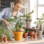 Augshy 18 Pack Plant Suacer 6 Inche Plant Drip Trays for Pots Clear Plant Pot Trays Water-Repellent Plant Saucers for Gardens Balconies and Indoors