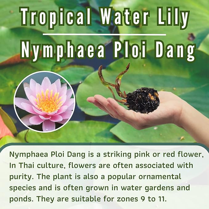 Mainam Mix Colorful Tropical Water Lily Tuber Live Aquarium Plant for Freshwater Fish Pond Balcony Buy 2 GET Fertilizer Free (Pink Nymphaea Ploi Dang)