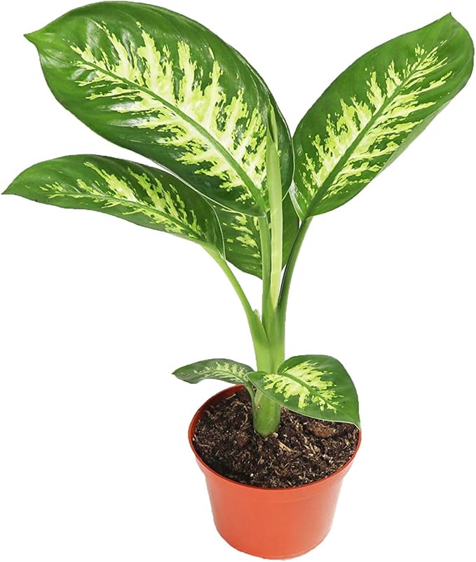 Dieffenbachia Compacta (Tropical Snow or Alfredo) - 6'' from California Tropicals
